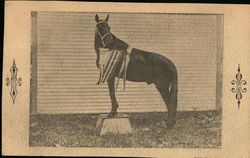 Don Fulano Race Horse Postcard