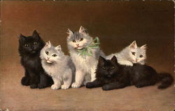 5 Cute Kittens Postcard