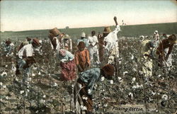 Picking Cotton Postcard Postcard Postcard