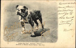 English Bulldog Champion "Warrior" - Greetings from Rochester Fan Postcard