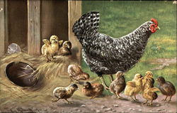 Hen Surrounded By Chicks Postcard