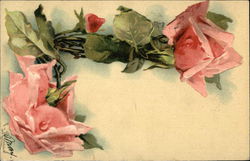 Pink Roses Postcard