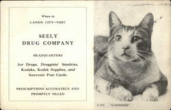 "Schneider" the Cat Postcard