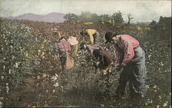 Picking Cotton In Alabama Black Americana Postcard Postcard Postcard