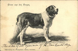 Gruss aus den Bergen  Greetings from the Mountains St. Bernard Dog Postcard