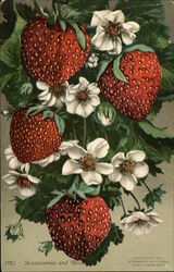 Strawberries and Blossoms Fruit Postcard Postcard Postcard