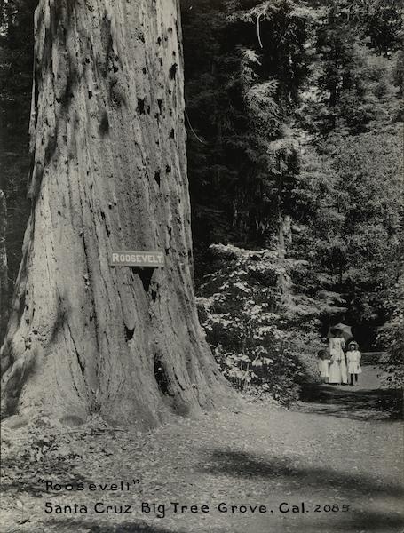 Roosevelt Big Tree Grove Rare Original Photograph #2085 Santa Cruz California