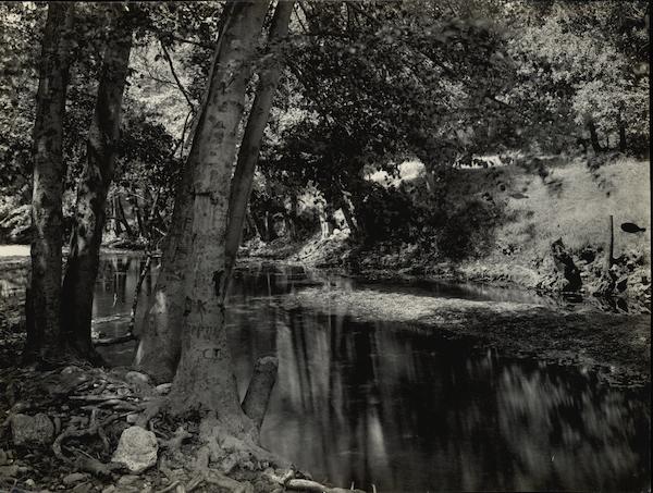 Picnic Grounds Cresta Blanca Winery Rare Original Photograph Livermore California