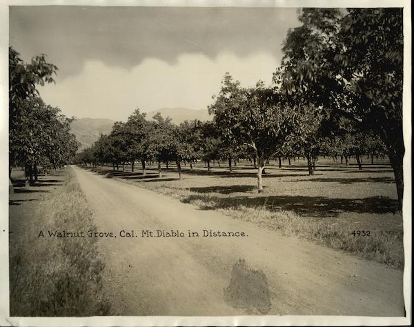 A Walnut Grove, Mt. Diablo in Distance Rare Original Photograph Walnut Creek California