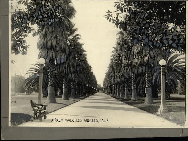 A Palm Walk Rare Original Photograph Los Angeles California