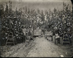 Picking Lemons Rare Original Photograph - Limoneira Company Santa Paula, CA Original Photograph Original Photograph Original Photograph