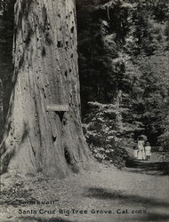 Roosevelt Big Tree Grove Rare Original Photograph #2085 Santa Cruz, CA Original Photograph Original Photograph Original Photograph