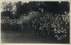 Man, Hedges in Oakland Park Rare Original Photograph California Original Photograph Original Photograph Original Photograph