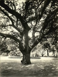 Tree at Lincoln Park Rare Original Photograph Alameda, CA Original Photograph Original Photograph Original Photograph