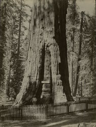 "General Sherman" Big Tree Rare Original Photograph Sequoia National Park, CA Sequoia & Kings Canyon National Parks Original Pho Original Photograph