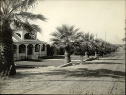 Orange Grove Rare Original Photograph Porterville, CA Original Photograph Original Photograph Original Photograph