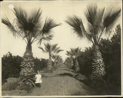 Avenue of Palms Rare Original Photograph Original Photograph