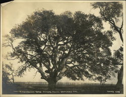 Mammoth Oak, Adams Point Oakland, CA Original Photograph Original Photograph Original Photograph