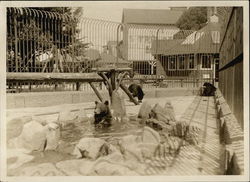 Idora Park - Bear Enclosure Oakland, CA Original Photograph Original Photograph Original Photograph