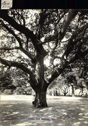 Lincoln Park Alameda, CA Original Photograph Original Photograph Original Photograph