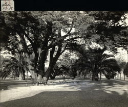 Jackson Park Alameda, CA Original Photograph Original Photograph Original Photograph