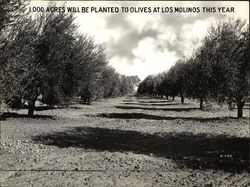 Olive Groves Los Molinos, CA Original Photograph Original Photograph Original Photograph