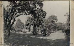 View of Park Oakland, CA Original Photograph Original Photograph Original Photograph