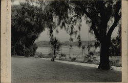 Garden on Lake Merritt Alameda, CA Original Photograph Original Photograph Original Photograph