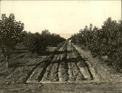 Fruit Orchard Original Photograph