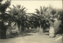 Royal Palm Lined Street Honolulu, HI Original Photograph Original Photograph Original Photograph