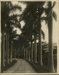 Royal Palm Honolulu, HI Original Photograph Original Photograph Original Photograph