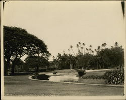 At Moana Lua Honolulu, HI Original Photograph Original Photograph Original Photograph