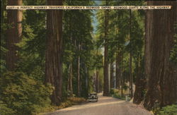 A Perfect Highway Traverses California's Redwood Empire Postcard