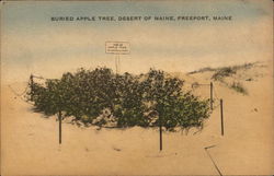 Buried Apple Tree, Desert of Maine Postcard