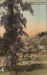 Dogwood and Wistaria Postcard