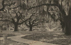 Live Oak Walk, Brookgreen Gardens Murrells Inlet, SC Postcard Postcard Postcard