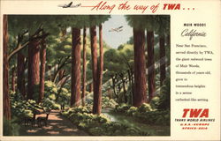 TWA Redwood Tree Grove, Muir Woods Mill Valley, CA Postcard Postcard Postcard