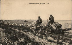 Digging Potatoes in Maine Farming Postcard Postcard Postcard