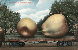 Specimen of California Apples Exaggeration Postcard Postcard Postcard