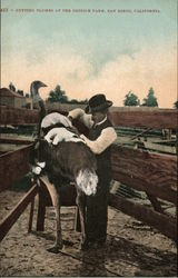 Cutting Plumes at the Ostrich Farm San Diego, CA Postcard Postcard Postcard