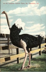 At the Cawston Ostrich Farm Postcard