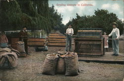 Grading Walnuts in California Farming Postcard Postcard Postcard