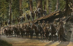 Troops on Fallen Monarch, Big Tree Grove Postcard