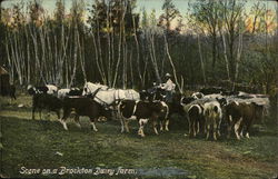 Scene on a Dairy Farm Brockton, MA Postcard Postcard Postcard