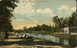 Sheep in Forest Park Springfield, MA Postcard Postcard Postcard