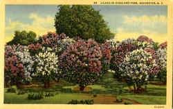 Lilacs In Highland Park Rochester, NY Postcard Postcard