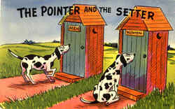 The Pointer And The Setter Postcard