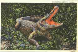 A Hungry Alligator In Florida Postcard