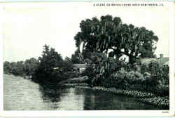 A Scene On Bayou Chene New Iberia, LA Postcard Postcard