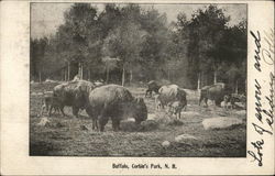 Buffalo Grazing, Corbin's Park Croydon, NH Postcard Postcard Postcard